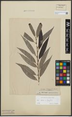 Foto von Salix alba L. x Salix fragilis L.